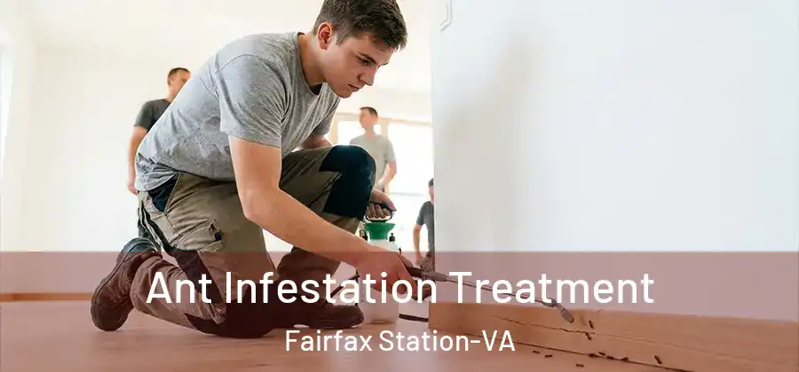 Ant Infestation Treatment Fairfax Station-VA