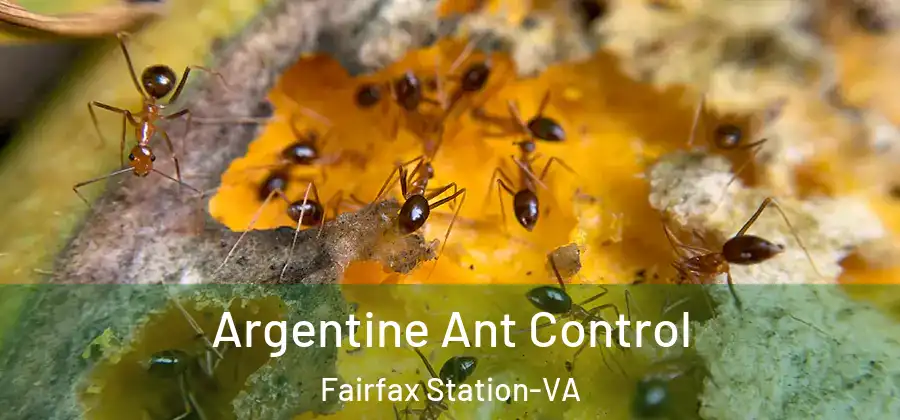  Argentine Ant Control Fairfax Station-VA