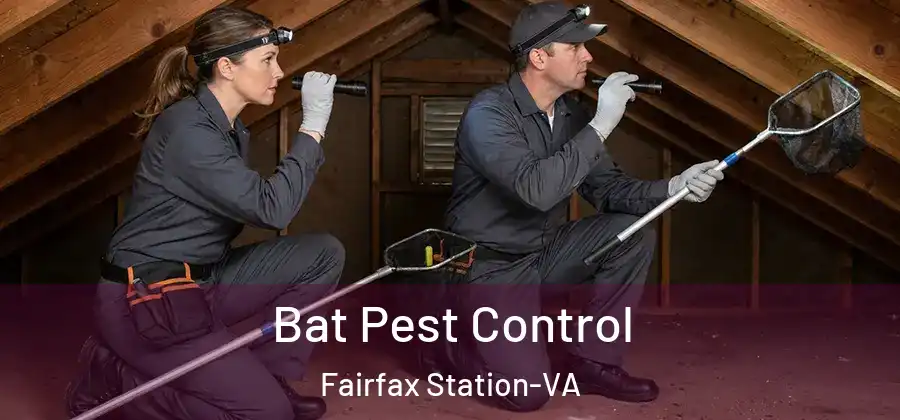 Bat Pest Control Fairfax Station-VA