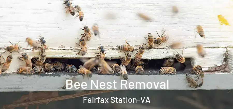  Bee Nest Removal Fairfax Station-VA