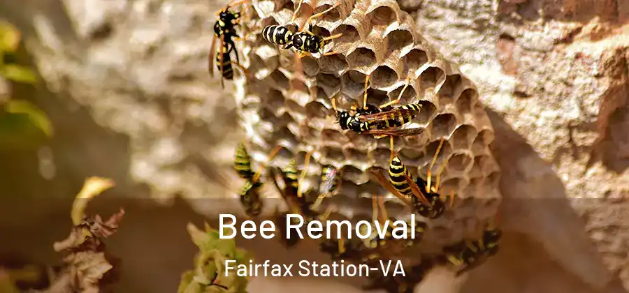 Bee Removal Fairfax Station-VA