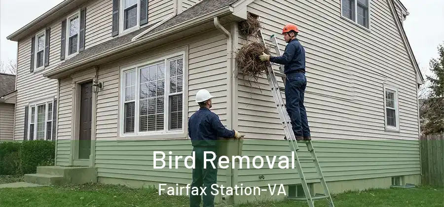 Bird Removal Fairfax Station-VA