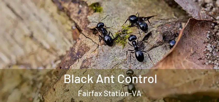 Black Ant Control Fairfax Station-VA