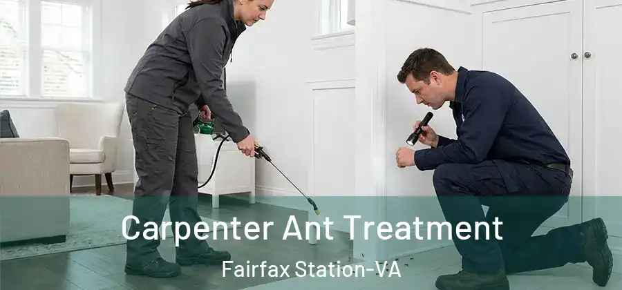 Carpenter Ant Treatment Fairfax Station-VA
