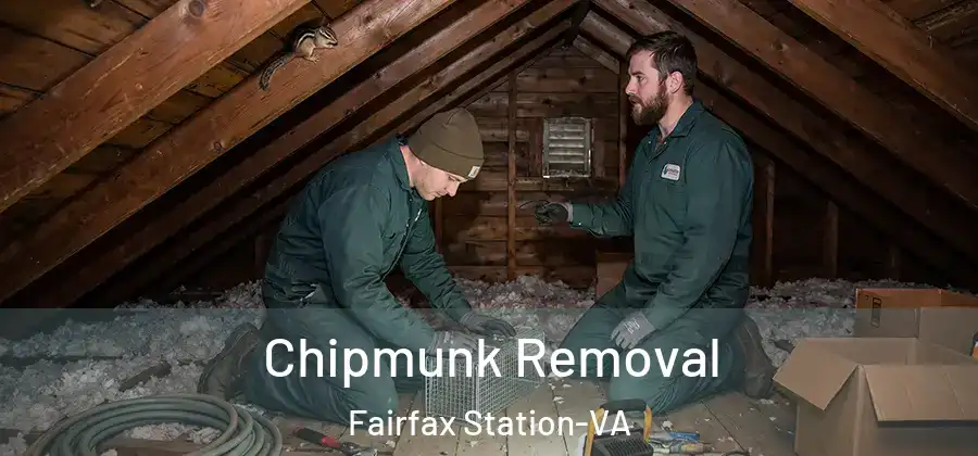 Chipmunk Removal Fairfax Station-VA