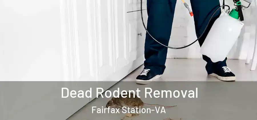  Dead Rodent Removal Fairfax Station-VA