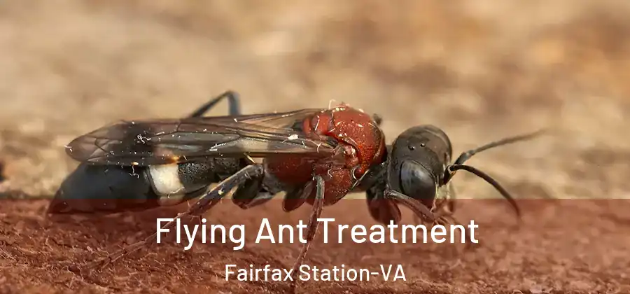 Flying Ant Treatment Fairfax Station-VA