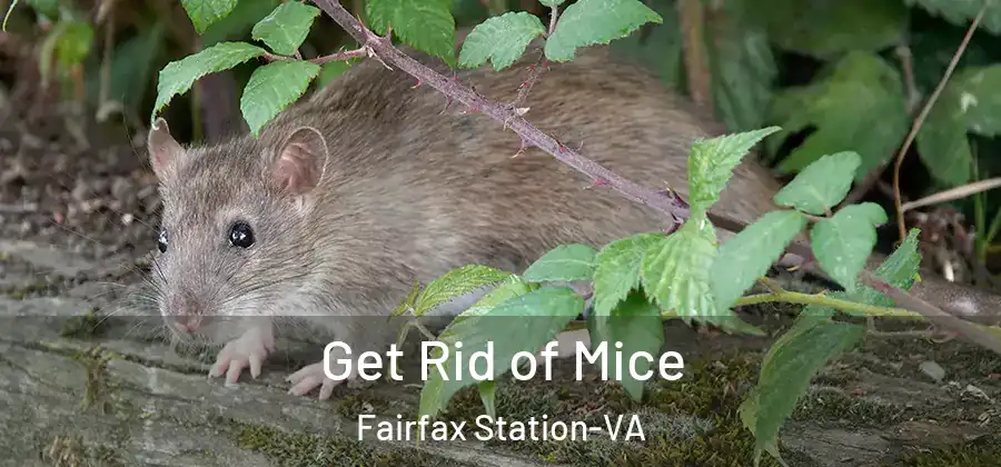 Get Rid of Mice Fairfax Station-VA