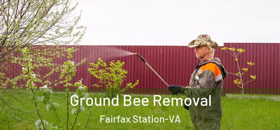 Ground Bee Removal Fairfax Station-VA