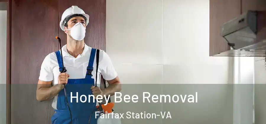  Honey Bee Removal Fairfax Station-VA