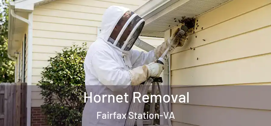 Hornet Removal Fairfax Station-VA