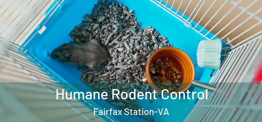 Humane Rodent Control Fairfax Station-VA