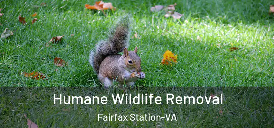  Humane Wildlife Removal Fairfax Station-VA