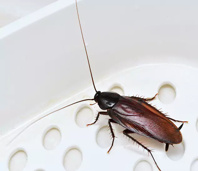 Trusted Cockroach Exterminator: Your Roach Control Services in Fairfax Station, VA