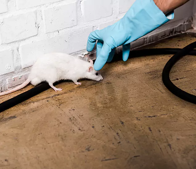 Your Pest Control Partner in Fairfax Station, VA