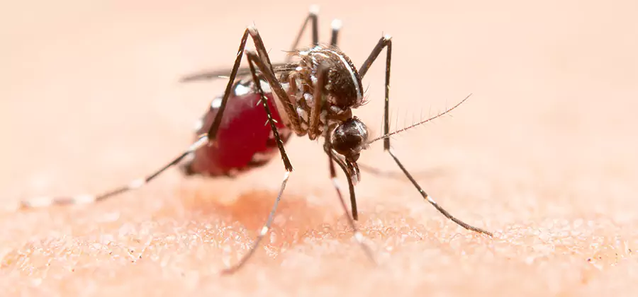 Indoor Mosquito Killer and Interior Control in Fairfax Station