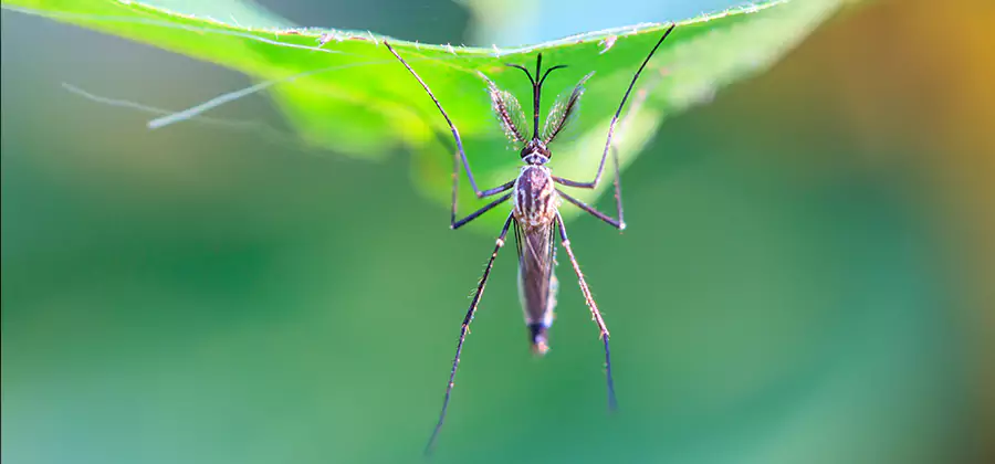 Home Defense Insect Killer in Fairfax Station