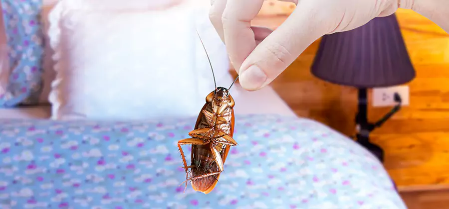 Bed Bug Inspection in Fairfax Station