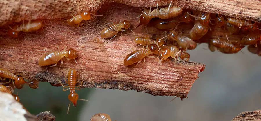 Termite Pest Management in Fairfax Station