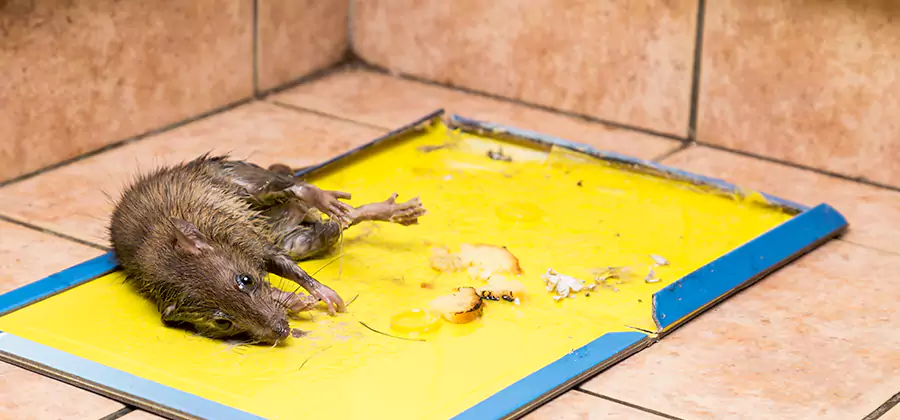 Rat Trapping Service In Fairfax Station
