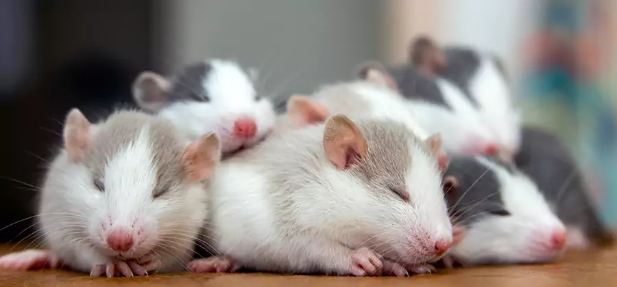 Rat Infestation Exclusion Service in Fairfax Station