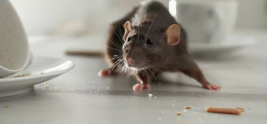 Attic Rat Exclusion Service in Fairfax Station
