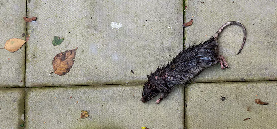 Rodent inspection service in Fairfax Station