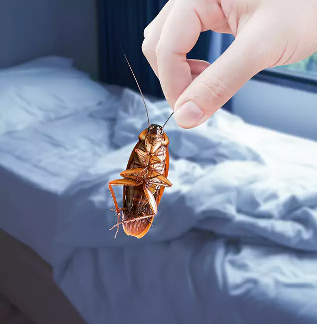 Why Choose Fairfax Station Pest Control Pro for Bed Bug Extermination in Fairfax Station, VA?