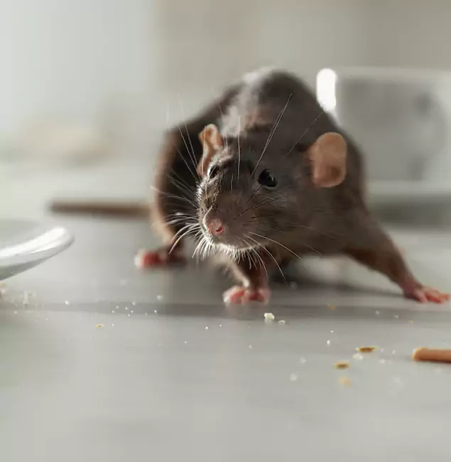 Why Fairfax Station Homeowners Choose Fairfax Station Pest Control Pro for Mice Control?