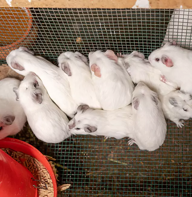 Why Choose Fairfax Station Pest Control Pro for Rat Infestation in Fairfax Station, VA?