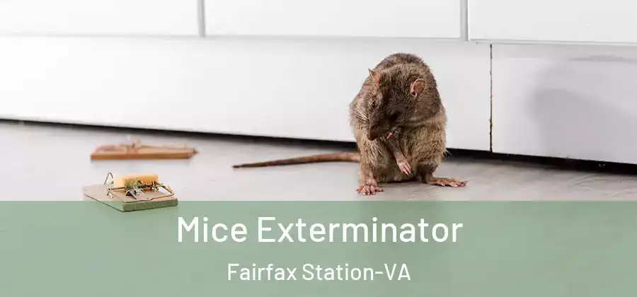 Mice Exterminator Fairfax Station-VA