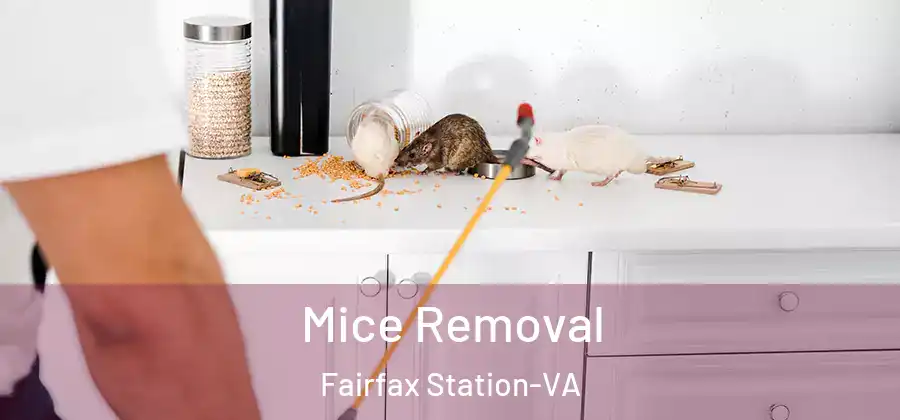 Mice Removal Fairfax Station-VA