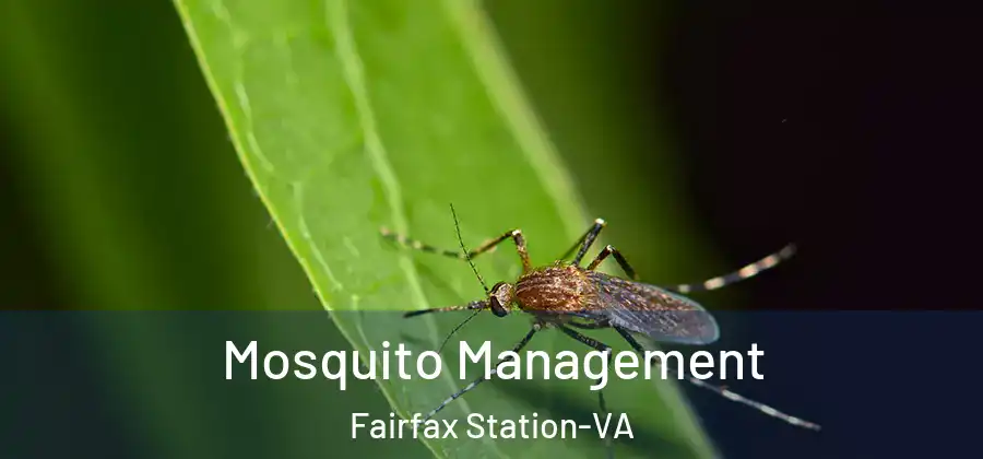  Mosquito Management Fairfax Station-VA