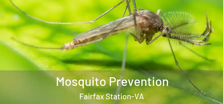  Mosquito Prevention Fairfax Station-VA