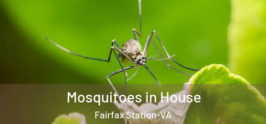  Mosquitoes in House Fairfax Station-VA