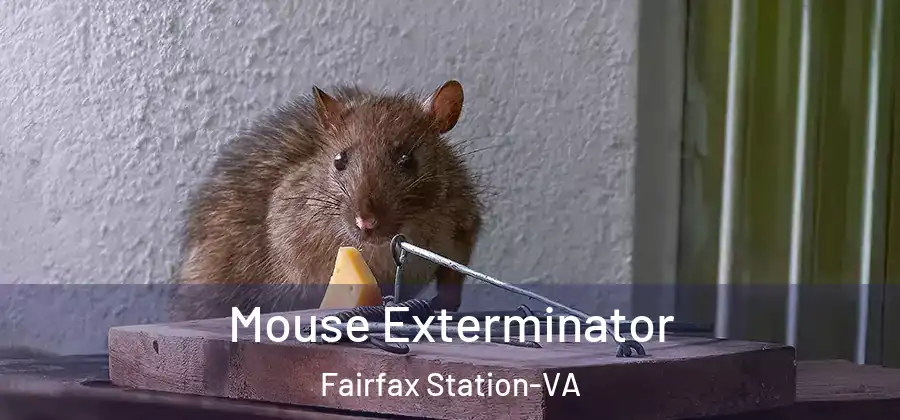  Mouse Exterminator Fairfax Station-VA