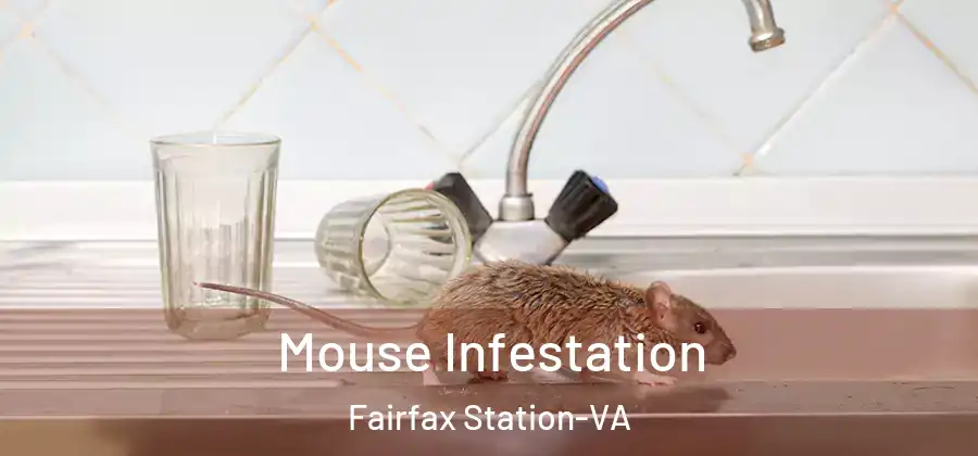 Mouse Infestation Fairfax Station-VA