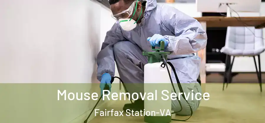 Mouse Removal Service Fairfax Station-VA