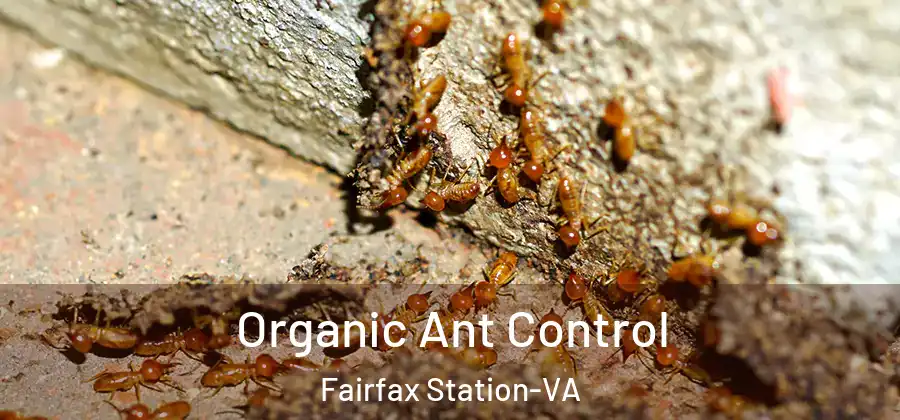  Organic Ant Control Fairfax Station-VA