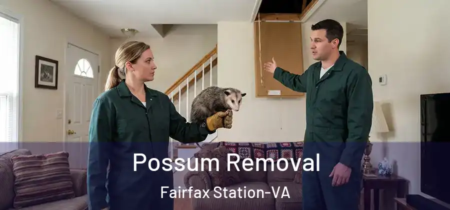  Possum Removal Fairfax Station-VA