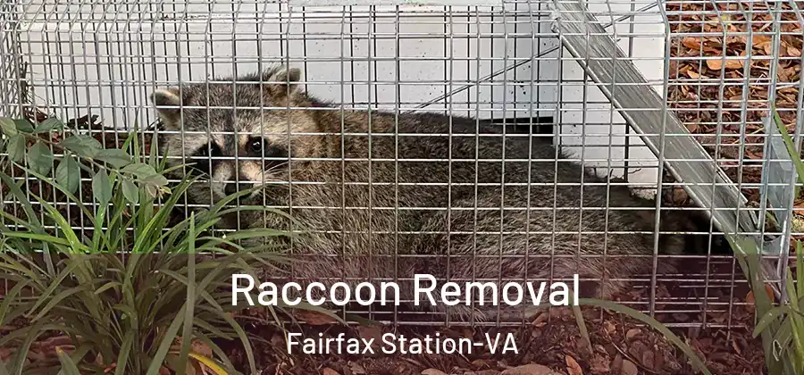  Raccoon Removal Fairfax Station-VA
