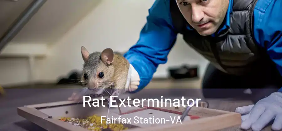 Rat Exterminator Fairfax Station-VA