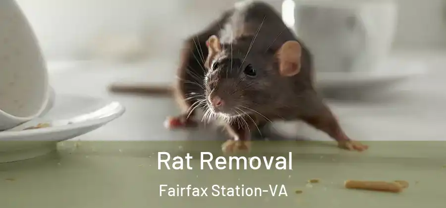 Rat Removal Fairfax Station-VA