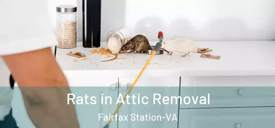  Rats in Attic Removal Fairfax Station-VA