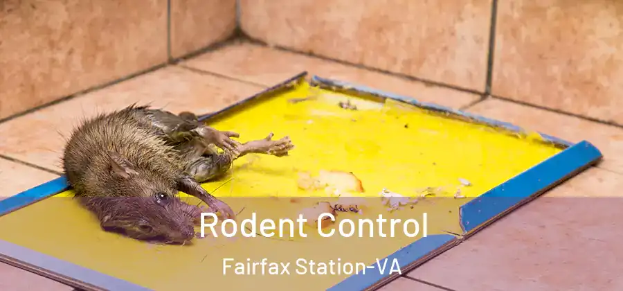 Rodent Control Fairfax Station-VA