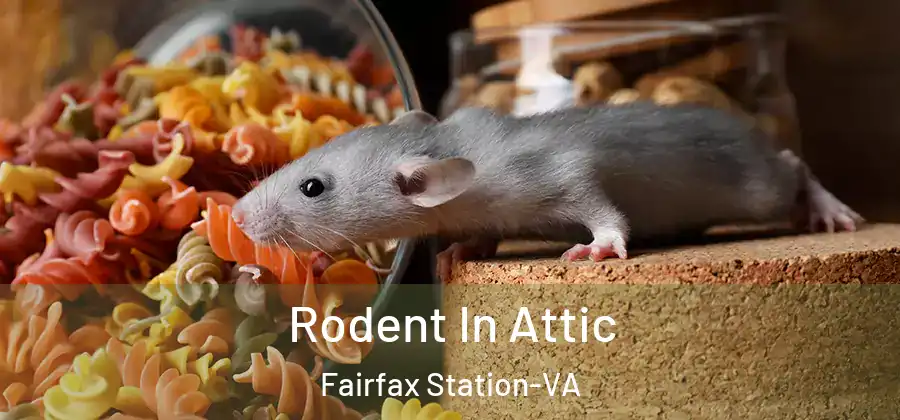 Rodent In Attic Fairfax Station-VA