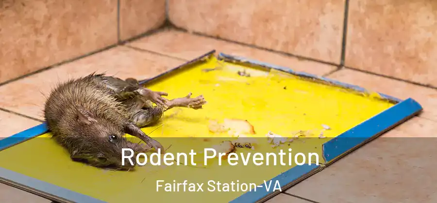  Rodent Prevention Fairfax Station-VA