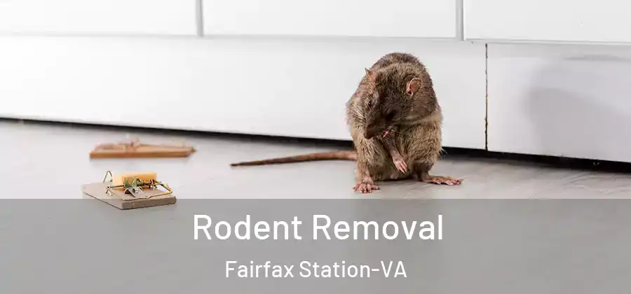  Rodent Removal Fairfax Station-VA