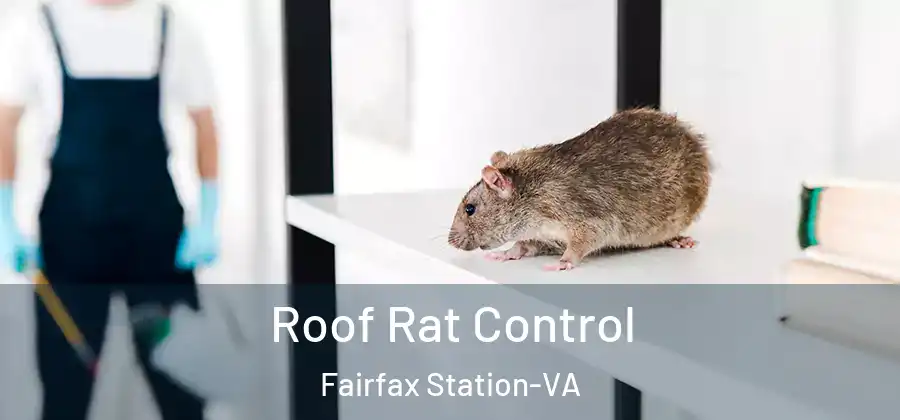 Roof Rat Control Fairfax Station-VA