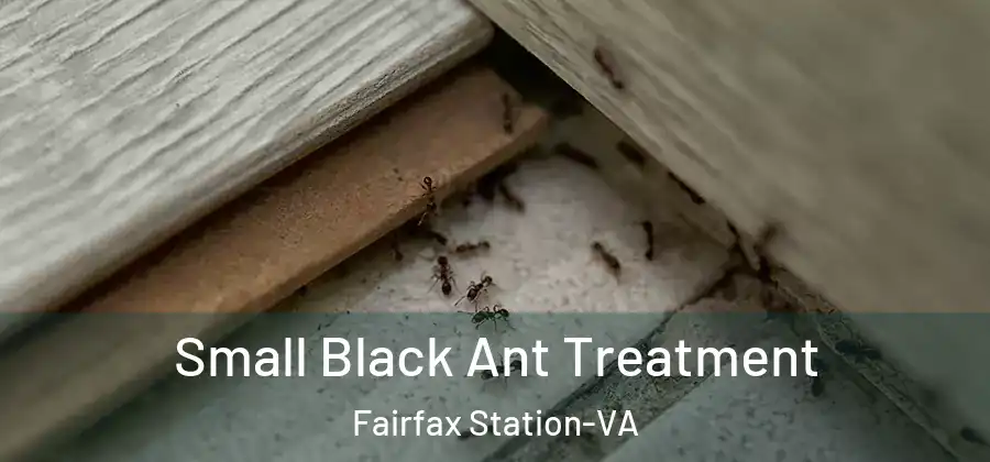  Small Black Ant Treatment Fairfax Station-VA